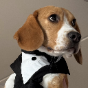 Handsome doggo