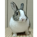 Rabbit King