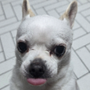 짱짱이