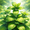 mint