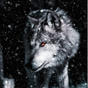 WariorWolf