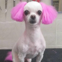 스파크오우너