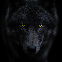 Black Wolf
