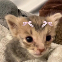 GiggleShitter