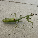 Mantis