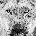 TheLionheart