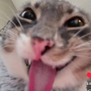 Neko cat