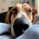 Cassius