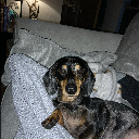 Gino