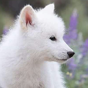 Tiny Timber