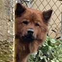 BanBan