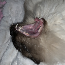 Fluffy Lint Rok