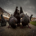 Pigeon