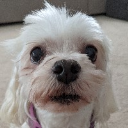 LucyGoose