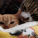 猫先輩@猫子社長