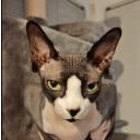 Kaa