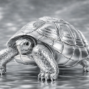 Silver Turtle