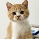 MeowMeow