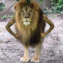 MOHA