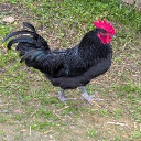 Toelester