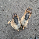 2 Puppys