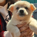 kuma