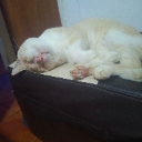 nenou