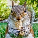 Sukaknut