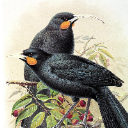 birdie