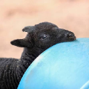 lil sheep