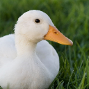 Duck ᴳᵀᴿ