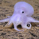 Casper