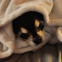땡구아비