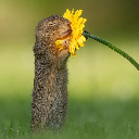 little flower