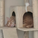 catprincess