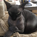 BaldCatFrom1010