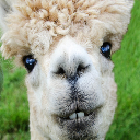 Mama Llama