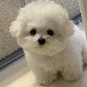kitts_hi