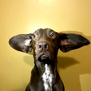 Echo