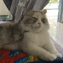 Pimienta_Pepper