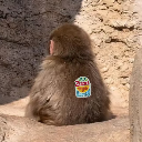 not monke