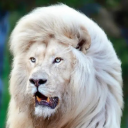 أسد 1