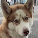 Farqu