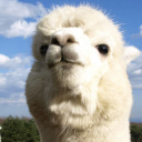 Alpaca