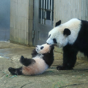PandaCotta
