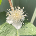 芭樂花 Guava flower