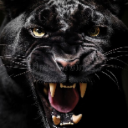 Black panther