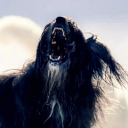Burgond