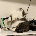 Fatcat