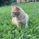 MightyTiger8
